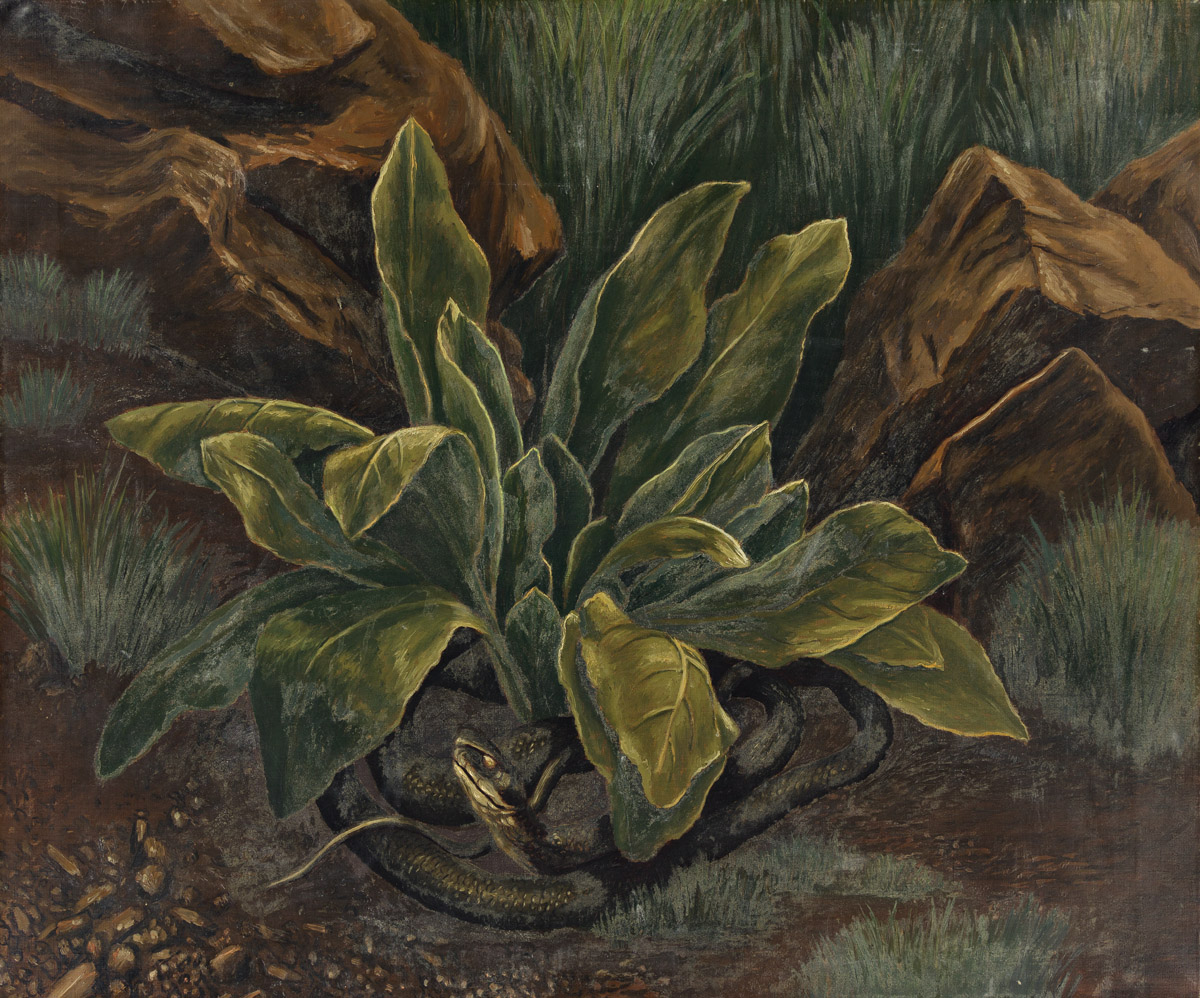 KATHERINE SHUBERT-KUNIYOSHI SCHMIDT (1899-1978) Snake in the Grass.